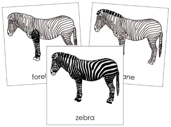 Parts of a Zebra 3-Part Nomenclature Cards by Montessori Print Shop