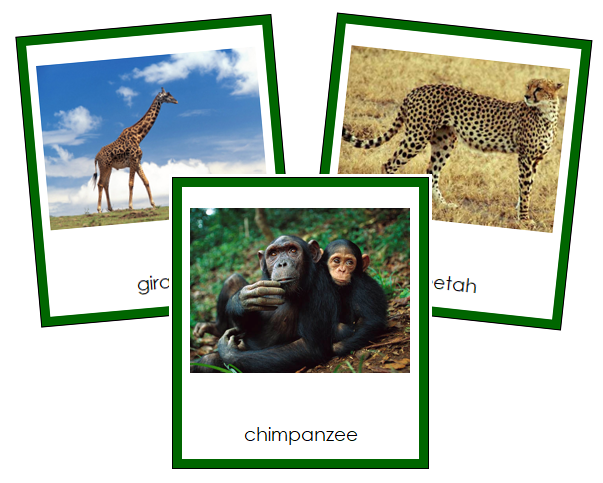 African Animals - Montessori geography cards