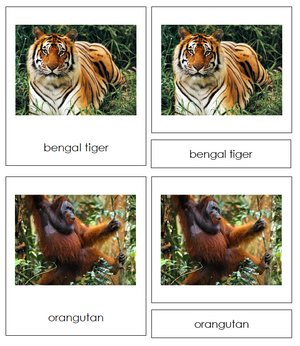 Animals of Asia - Continent Cards - Montessori Print Shop