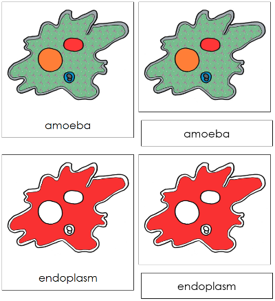 Amoeba Nomenclature Cards (red) - Montessori Print Shop