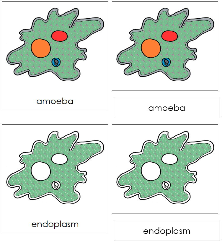 Amoeba Nomenclature Cards - Montessori Print Shop