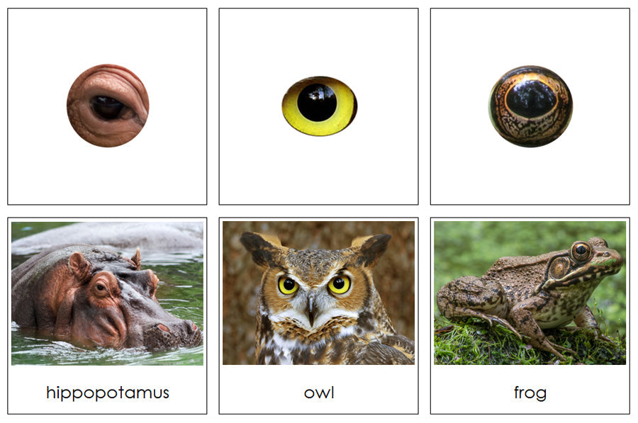 Printable Animal Eyes Matching Cards - Montessori Print Shop