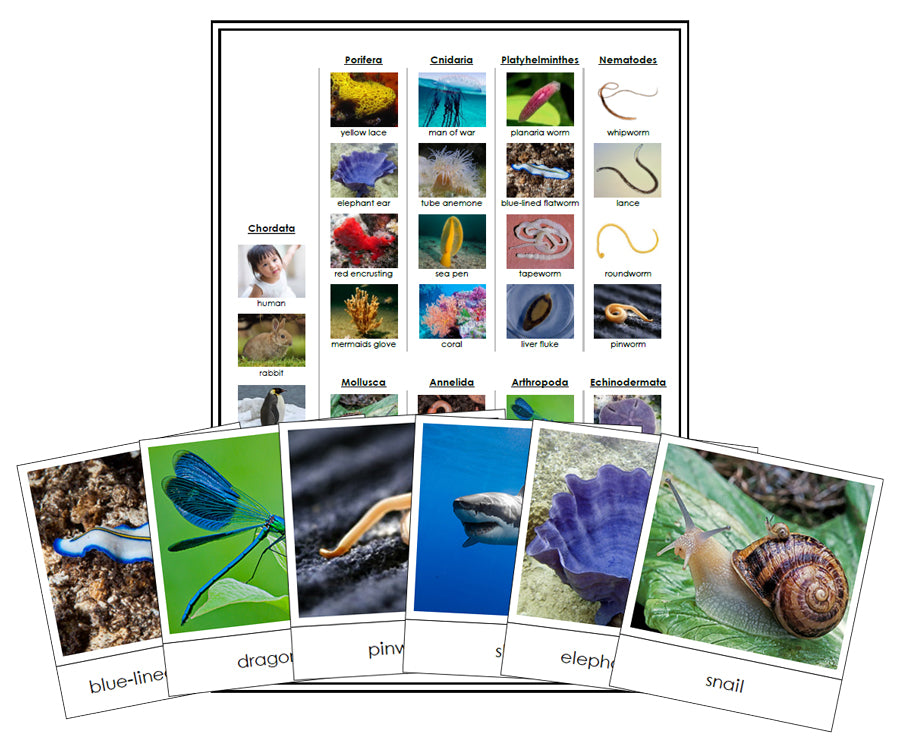 Animal Kingdom Sorting Cards & Control Chart - Montessori Print Shop Science Lesson