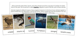 Animal Migration Cards - Montessori Print Shop zoology materials