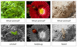 Animal Camouflage Cards Set 1 - Montessori Print Shop zoology cards