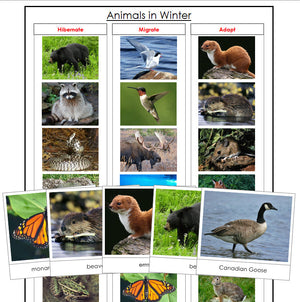 Animals In Winter - Montessori Print Shop zoology printable