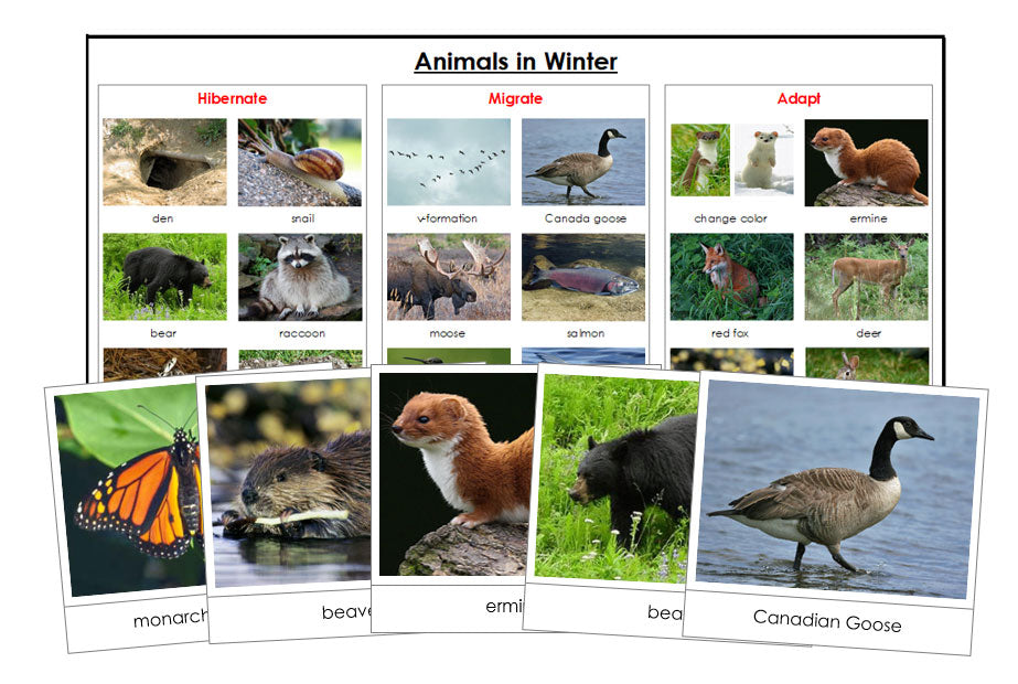 Animals in Winter Montessori Print Shop