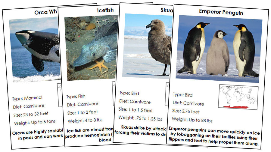 Animals of Antarctica - Montessori zoology cards