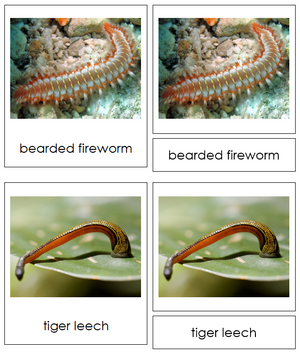Annelida Animal Cards - Montessori Print Shop