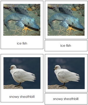 Antarctic Animals - Montessori continent cards