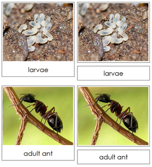 Ant Life Cycle Nomenclature 3-Part Cards & Charts -Montessori Print Shop