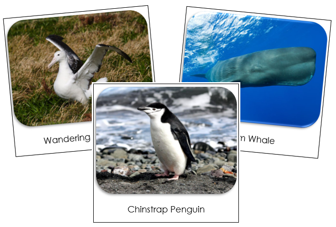 Antarctica Safari Toob Cards - Montessori Print Shop
