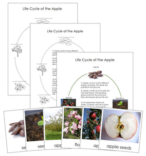 Apple Life Cycle Nomenclature Cards & Charts - Montessori Print Shop