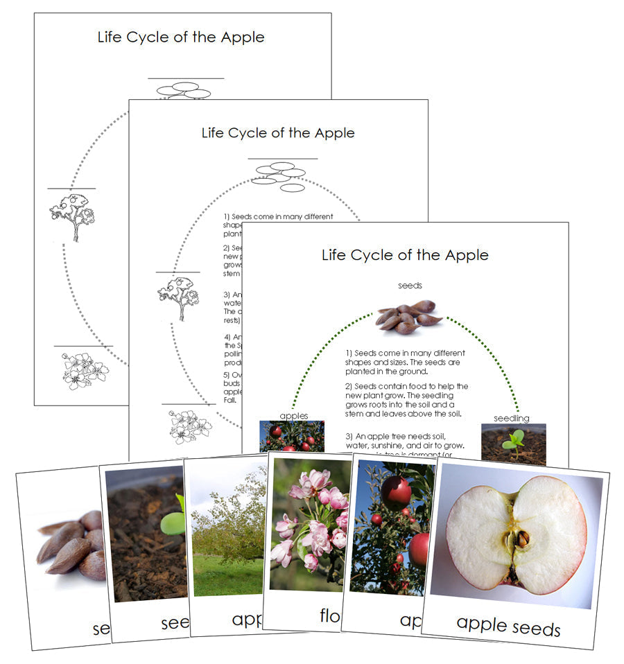 Apple Life Cycle Nomenclature Cards & Charts - Montessori Print Shop