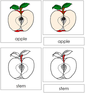 Apple Nomenclature3-Part Cards (red) - Montessori Print Shop