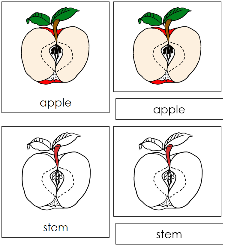 Apple Nomenclature Cards (red) - Montessori Print Shop