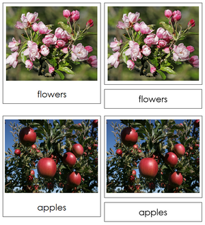 Apple Life Cycle Nomenclature 3-Part Cards & Charts - Montessori Print Shop