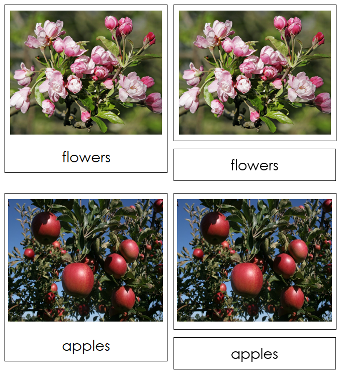 Apple Life Cycle Nomenclature Cards & Charts - Montessori Print Shop