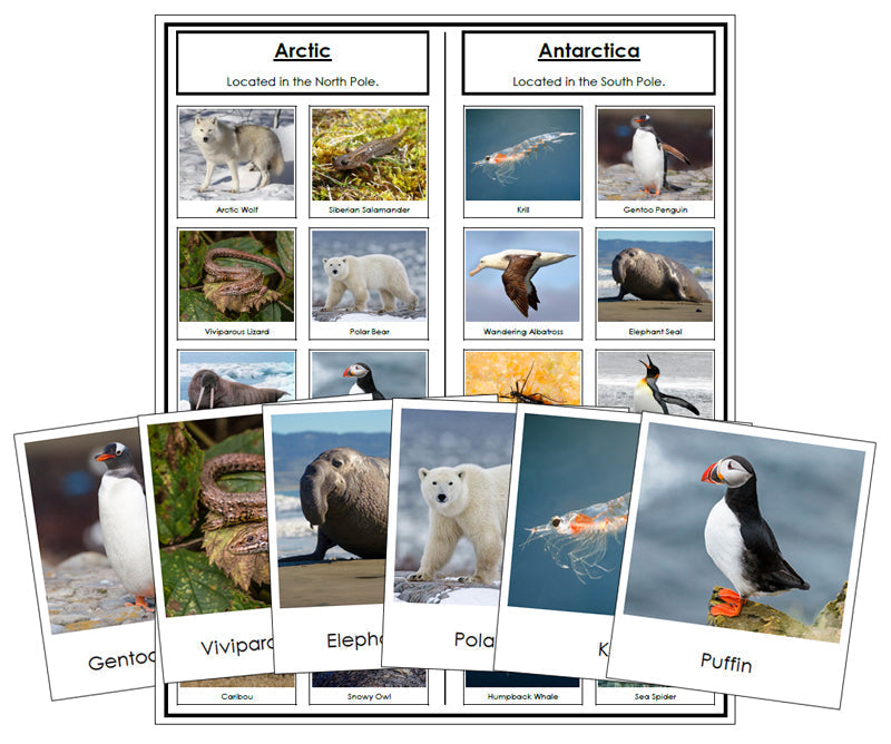 Arctic and Antarctic Animal Sorting - Montessori Print Shop Zoology materials