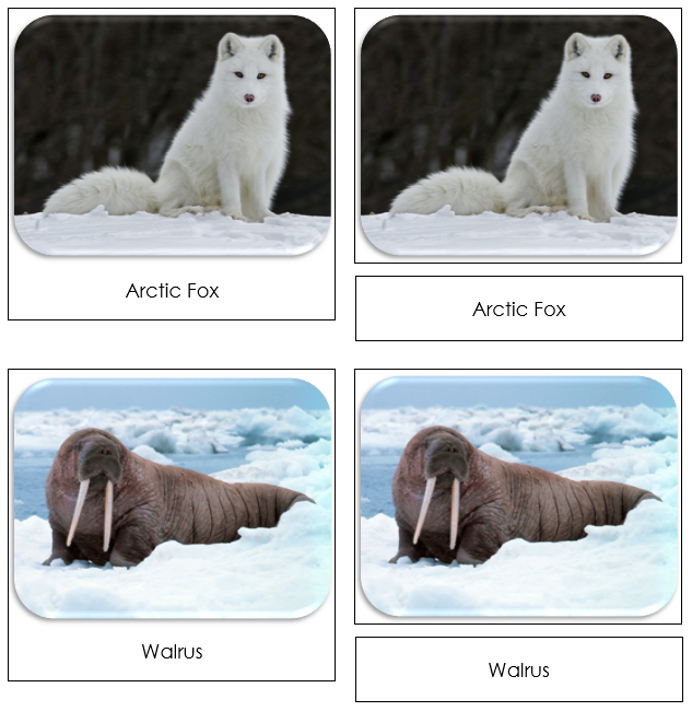 Arctic Safari Toob Cards - Montessori Print Shop