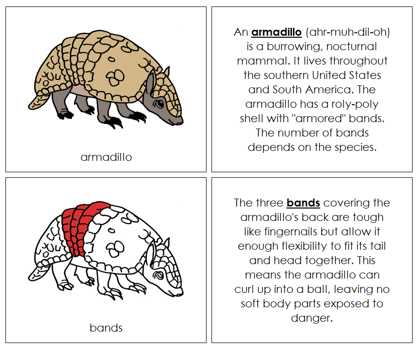 Parts of an Armadillo Nomenclature Book (red) - Montessori Print Shop