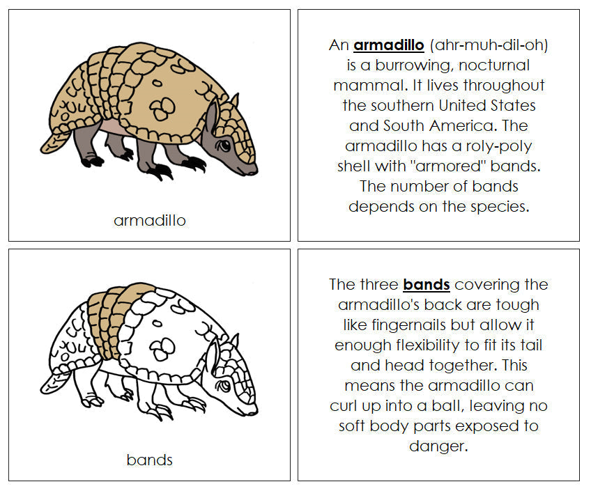 Parts of a Armadillo Nomenclature Book - Montessori Print Shop