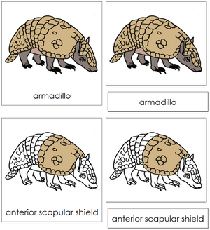 Armadillo Nomenclature 3-Part Cards - Montessori Print Shop