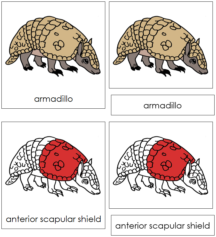 Armadillo Nomenclature Cards (red) - Montessori Print Shop