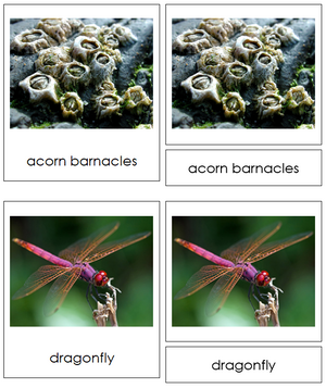 8 types of Arthopoda (Animal Kingdom) - Montessori Print Shop
