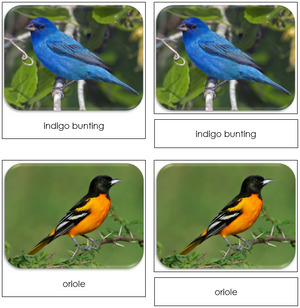 Backyard Birds Safari Toob Cards - Montessori Print Shop