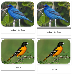 Backyard Birds Safari Toob Cards - Montessori Print Shop