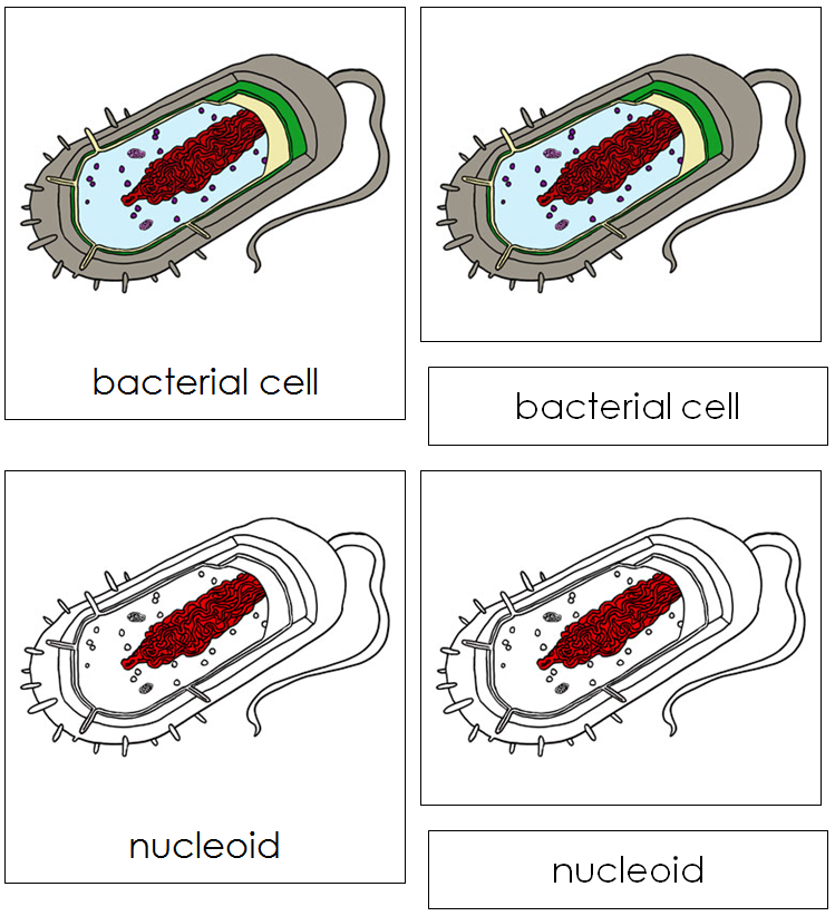 Bacterial Cell Nomenclature Cards - Montessori Print Shop