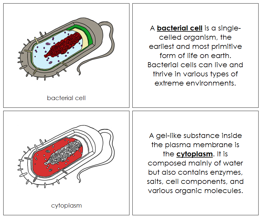 Bacterial Cell Nomenclature Book (red) - Montessori Print Shop