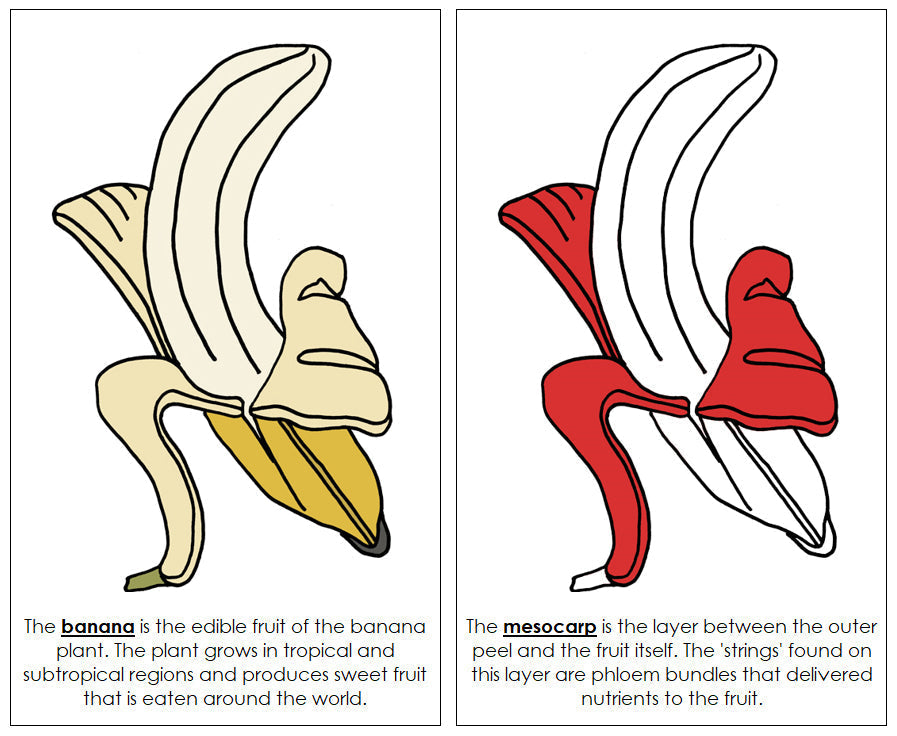 Banana Nomenclature Book (red) - Montessori Print Shop