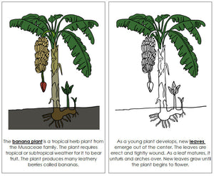 Parts of a Banana Plant Nomenclature Book - Montessori Print Shop