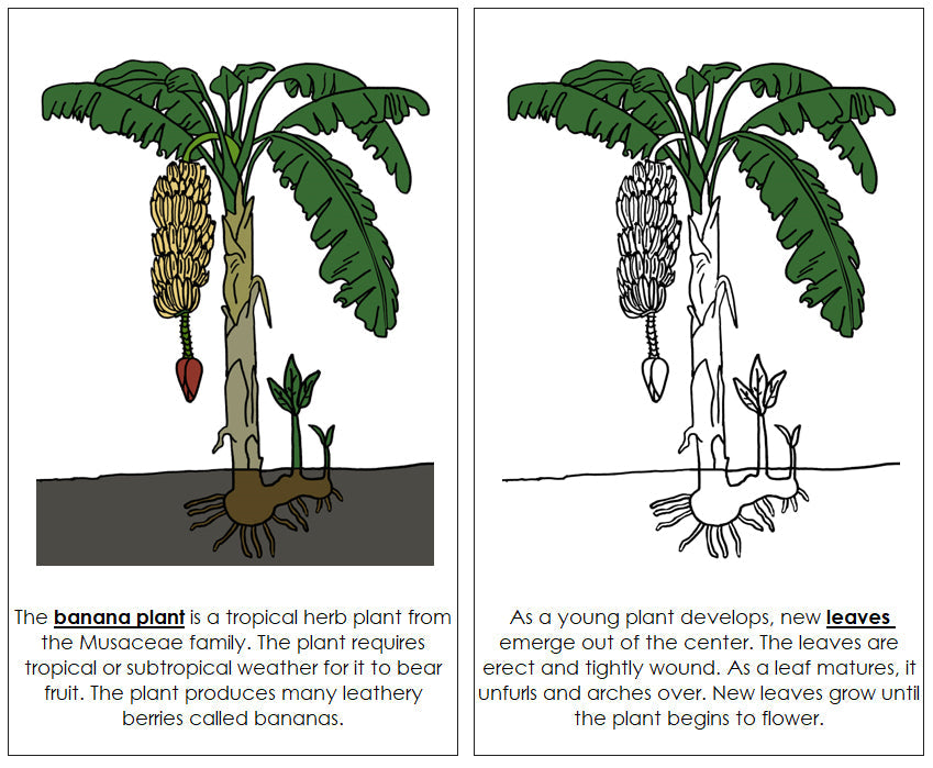 Parts of a Banana Plant Nomenclature Book - Montessori Print Shop