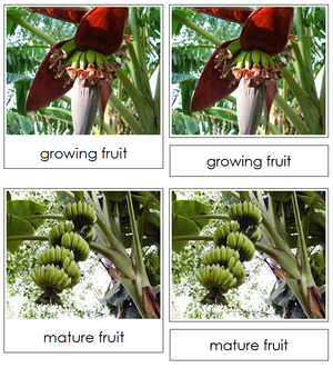 Banana Life Cycle Nomenclature 3-Part Cards & Charts - Montessori Print Shop