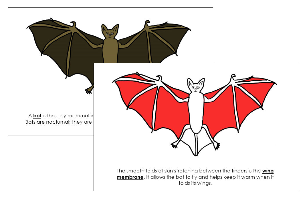 Parts of a Bat Nomenclature Book (red) - Montessori Print Shop