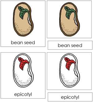 Bean Seed Nomenclature 3-Part Cards (red) - Montessori Print Shop