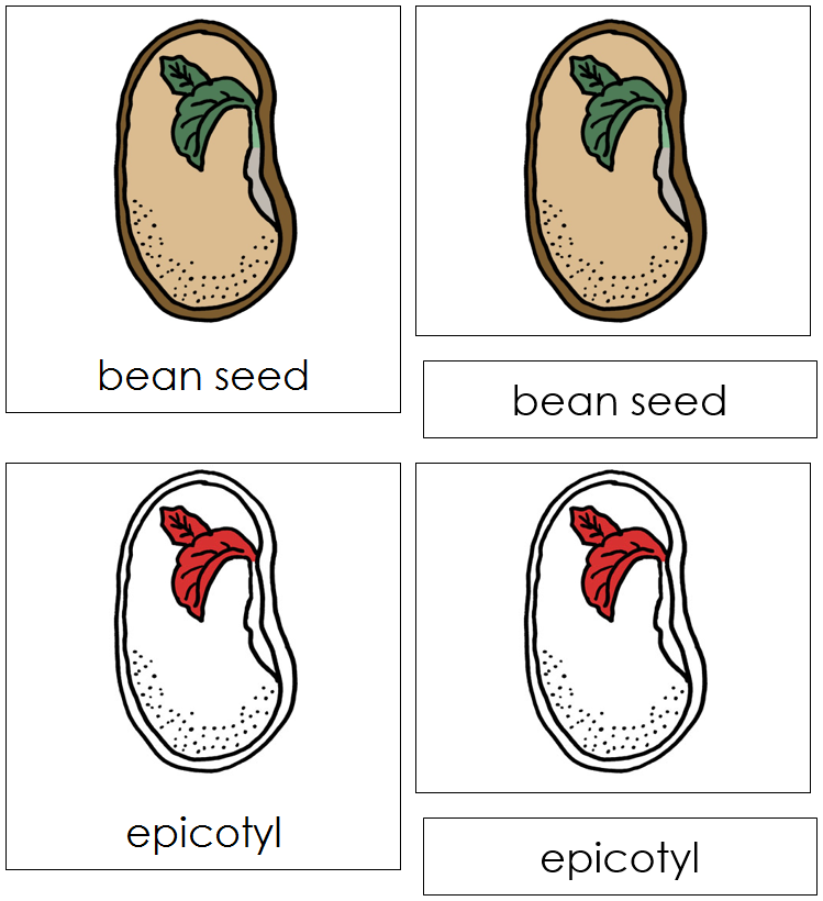 Bean Seed Nomenclature Cards (red) - Montessori Print Shop