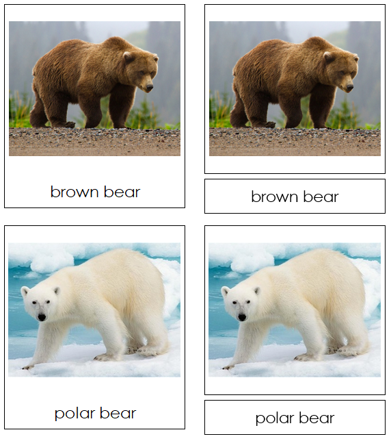 Bear Cards - Montessori Print Shop