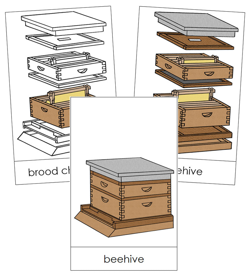 Beehive Nomenclature Cards - Montessori Print Shop