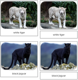 Big Cats Safari Toob Cards - Montessori Print Shop