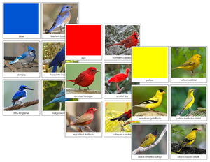 Printable Preschool Bird Color Sorting Lesson - Montessori Print Shop