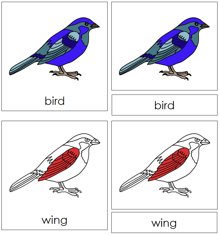 Zoology Nomenclature Bundle (Red) Set 1 - Montessori Print Shop