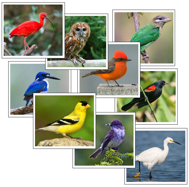 Bird Color Sorting Cards - Montessori Print Shop