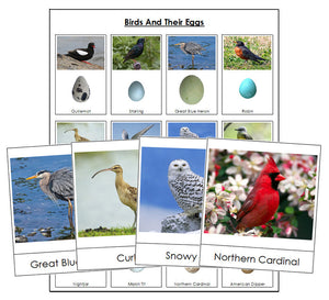 Birds And Their Eggs - Montessori Print Shop