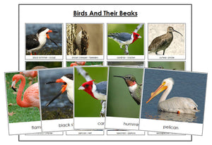 Printable Birds and Their Beaks Lesson - Montessori Print Shop