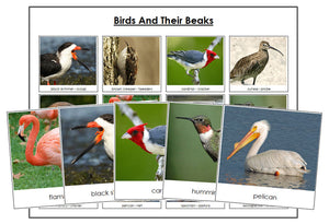 Animal Adaptation: Birds & Their Beaks - Montessori Print Shop