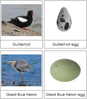 Birds And Their Eggs - Montessori Print Shop